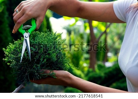 Close-up woman's hands cutting juniper in the garden. Pruning an evergreen juniper shrub in landscape design. The concept of happiness, joy, topiary care. Royalty-Free Stock Photo #2177618541