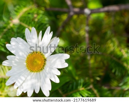 Close up on petal
blurred background