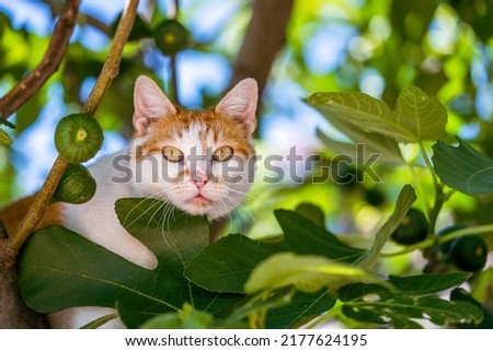 Cat sitting on the fence among the leaves of fig tree, garden concept, countryside, pet photography, surprised kitty looking to camera, green eyes, copy space