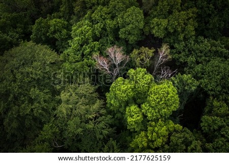 forest green tree czechrepublic nature Royalty-Free Stock Photo #2177625159