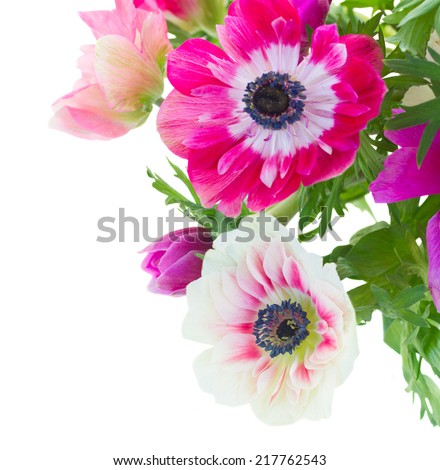 bunch of pink anemone flowers close up isolated on white background
