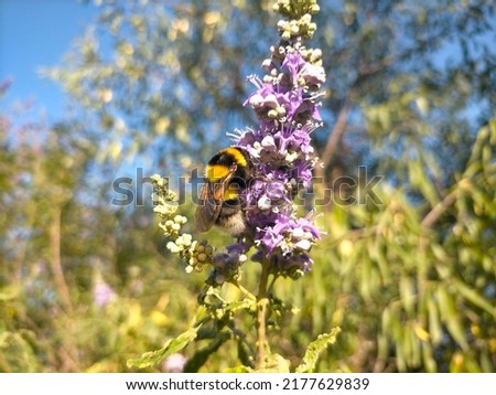 Bombus polaris, Arctic bumblebee. Collecting pollen on a flower. Royalty-Free Stock Photo #2177629839