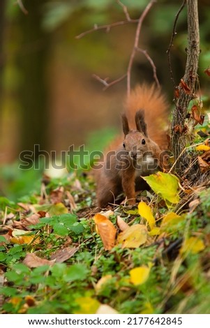 A red squirrel sits among fallen leaves. Fluffy little playful squirrel. Multicolored leaves. Autumn, park, recreation areas, family recreation, green tourism. Nature and environment protection. Royalty-Free Stock Photo #2177642845