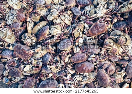a pile of dead crabs. High quality photo Royalty-Free Stock Photo #2177645265