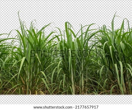 sugar cane on transparent picture background with clipping path