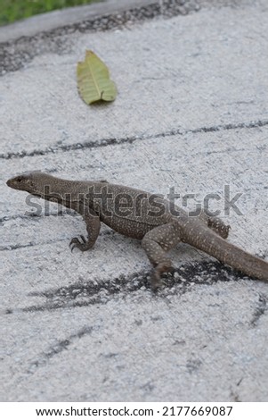 Lizard is a reptile that typically has a long body and tail, four legs, movable eyelids, and a rough, scaly, or spiny skin.