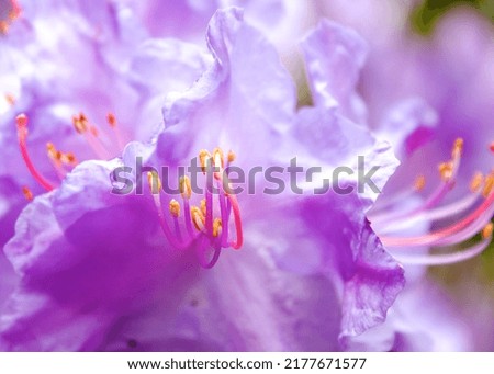 A purple rhododendron is in bloom.