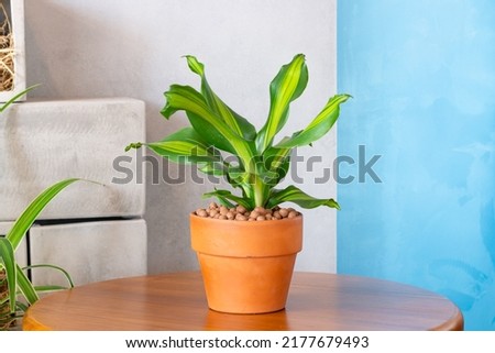 Dracaena fragrans (Dracaena massangeana) planted in a terracotta pots decoration in the living room. Houseplant care concept. Indoor plants. Decoration on the desk. Royalty-Free Stock Photo #2177679493