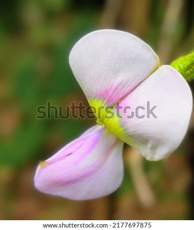 long bean flower with blur background. taking photos in the long bean garden in the morning 