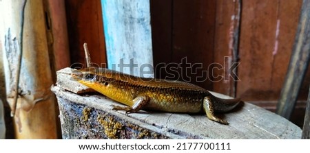 Garden lizards or also called ordinary bengkarung, garden bengkarung, or by ordinary people simply called lizards, are one of the most common types of lizards found in Indonesia. This lizard belongs t Royalty-Free Stock Photo #2177700111