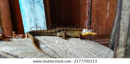 Garden lizards or also called ordinary bengkarung, garden bengkarung, or by ordinary people simply called lizards, are one of the most common types of lizards found in Indonesia. This lizard belongs t Royalty-Free Stock Photo #2177700113