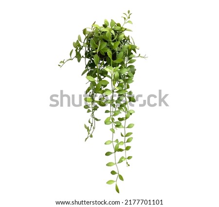 green plant hanging isolated collection on white background Royalty-Free Stock Photo #2177701101
