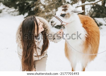 young beautiful woman in fashion stylish winter clothes overall walking and hugging with llama alpaca pet in snowy pine forest, winter spirit and having fun
