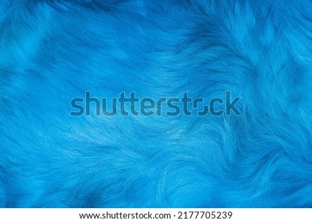 Blue fur texture close-up beautiful abstract feather background Royalty-Free Stock Photo #2177705239