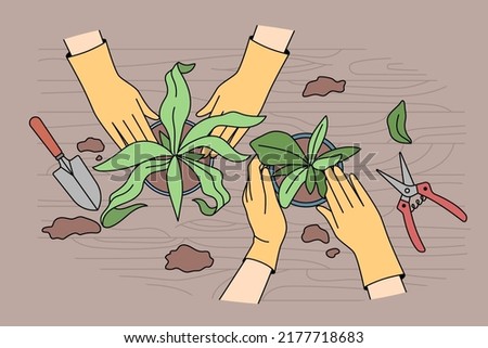 People transplanting plants in pots at home. Gardeners take care of houseplants. Horticulture and gardening concept. Vector illustration. 