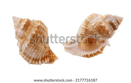 Seashell isolated on white background. Seashell for you design. Royalty-Free Stock Photo #2177726187