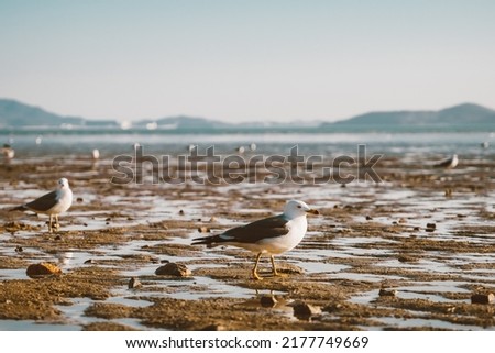 A seagull on the tidal mud-flat Royalty-Free Stock Photo #2177749669