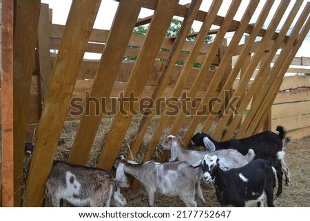 goats of the Nubian breed on the farm graze play