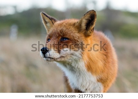 Old Red Fox Face Side Profile Close Up in A Soft Background 