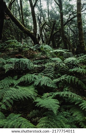Close up of big leaves in the green woods and forest in background. Nature outdoors wild scenic place. Dark and shadow landscape. Concept of environment and planet earth. Stop deforestation. Creepy