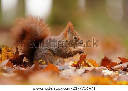 Autumn scene with a cute european red squirrel. Sciurus vulgaris Royalty-Free Stock Photo #2177756471