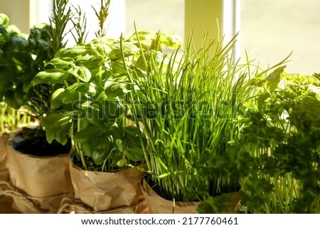 Different aromatic potted herbs near window indoors Royalty-Free Stock Photo #2177760461