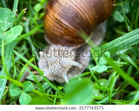 Macrophotography of a grape snail (Latin Helix pomatia). The grape snail is a terrestrial gastropod mollusk of a subclass of pulmonary snails of the family Helicidae Royalty-Free Stock Photo #2177763575