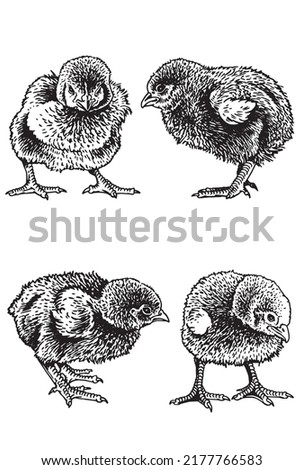 Vector set of  four newborn chicks isolated on white,graphical drawing