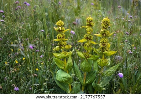 Gentiana Lutea subsp. Vardjaniior - The Great Yellow Gentian from Julian Alps