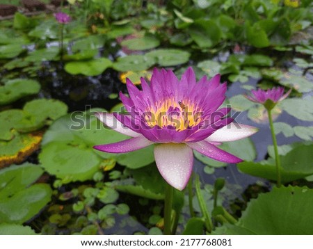 the beautiful pink lotus picture