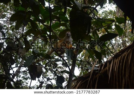 Amazonas, Brazil January.23.2022- Macaco de cheiro. Cute monkey in the trees on the amazon rainforest. Parque Nacional de Anavilhanas, Amazonas, Brazil