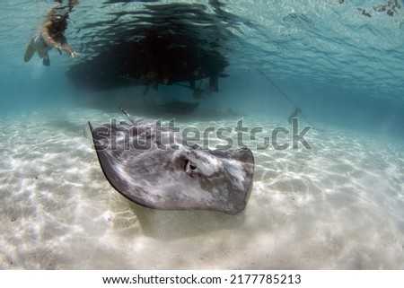 swimming with stingray underwater in french polynesia bora bora