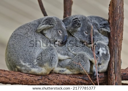 Group of three small gray fur koalas with yellowish belly sleeping after foraging while sitting on a rest place made of branches and branchlets of eucalyptus trees. Brisbane-Queensland-Australia. Royalty-Free Stock Photo #2177785377