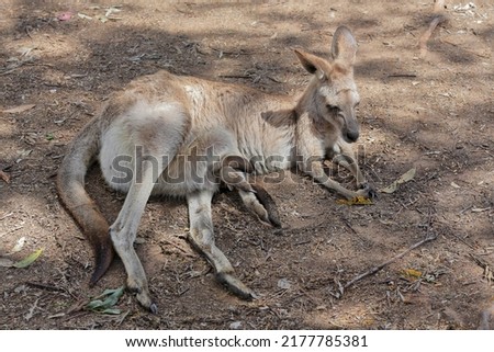 Female eastern grey kangaroo with joey in pouch-hind legs sticking out resting on the leaf litter covered ground in a sun and shadow area. Brisbane-Queensland-Australia.