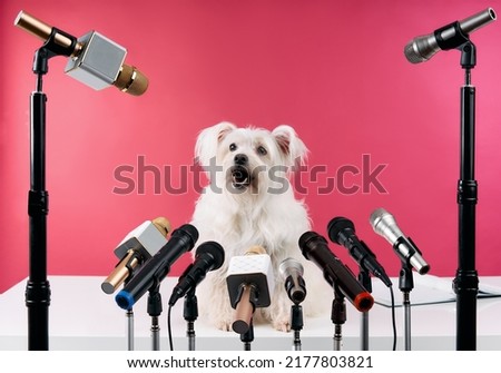 Adorable white fluffy dog speaker holds press conference with set of different microphones over pink background. Animals, funny concept