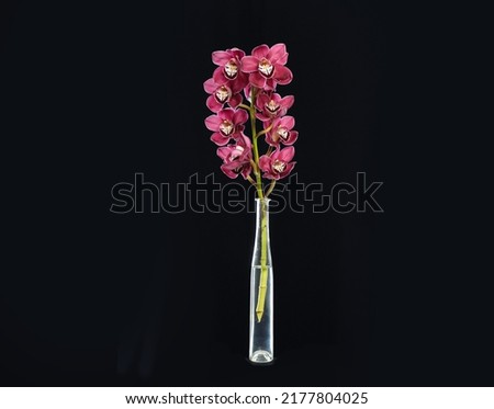 Branch pink orchid in vase on black  background
