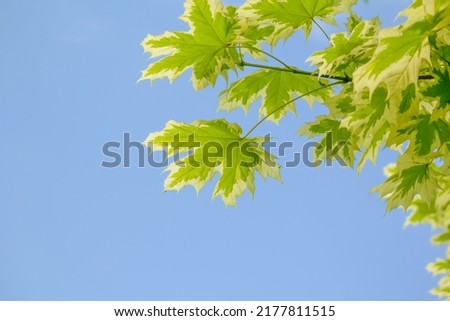 maple. leafs on a blue sky background . herbarium.