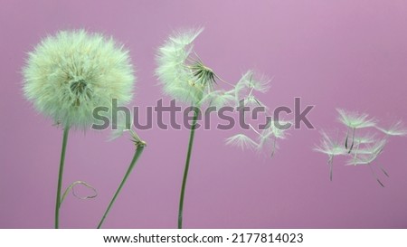 dandelion seeds fly from a flower on a colored background. botany and flowering reproduction