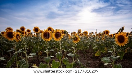 Field of sunflowers in sunny day