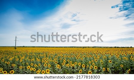 Field of sunflowers in sunny day