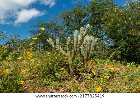 Brazilian caatinga biome in the rainy season. Cactus and flowers in Cabaceiras, Paraíba, Brazil. Royalty-Free Stock Photo #2177825419