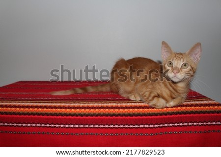 close-up shot of a sleepy and playful swirling orange fluffy kitten on red ethnic pattern cover, photo of an orange fluffy tabby kitten, folded paw, curled paw, pink paws Royalty-Free Stock Photo #2177829523