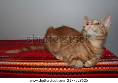 close-up shot of a sleepy and playful swirling orange fluffy kitten on red ethnic pattern cover, photo of an orange fluffy tabby kitten, folded paw, curled paw, pink paws Royalty-Free Stock Photo #2177829525