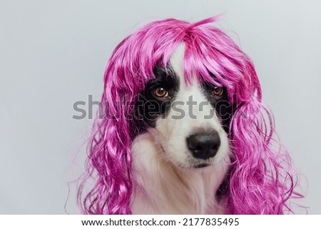 Pet dog border collie wearing colorful curly lilac wig isolated on white background. Funny puppy in pink wig in carnival or halloween party. Emotional pet muzzle. Grooming barber hairdresser concept