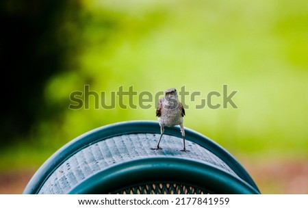 A mockingbird perched on a green metal stand.