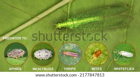 Green Lacewing, Chrysoperla carnea (Neuroptera: Chrysopidae) is natural enemy to: aphids, mealybugs, thrips, whiteflies, scale, and many more soft bodied insects Royalty-Free Stock Photo #2177847813