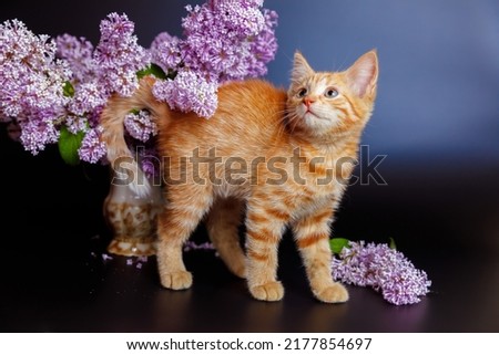 A red-haired mischievous kitten is interested and sniffs lilac flowers in a vase on a black background, scattered pollen. The concept of spring and allergy.