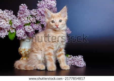 A beautiful red cat of delicate color with a bouquet of lilac on a black background, copyspace.