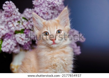 A delicate portrait of a beige kitty of a delicate color with a bouquet of lilacs on a black background. Copyspace.