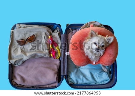 A Chihuahua dog in sunglasses and airplane cushion is lying in an open suitcase with things. Summer travel with a pet, preparing for a trip, packing luggage.